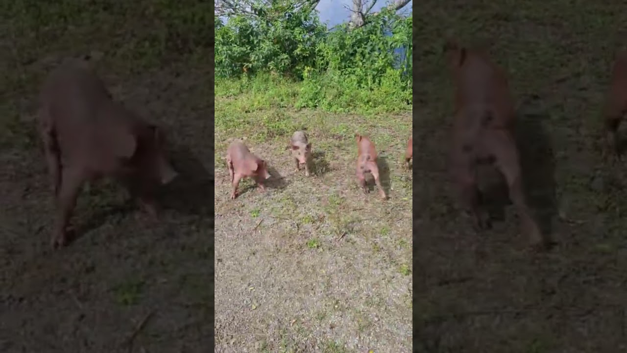 Los cerditos del cerro