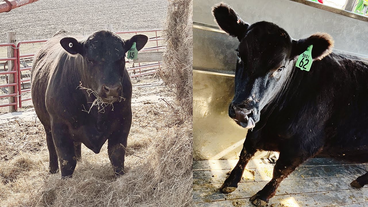 $10K on 2K Cattle - Registered Black Angus