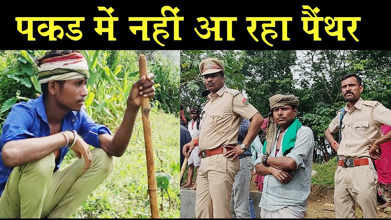 छावनी बना हुआ है छाली, चौथे दिन भी हाथ खाली । Search Operation For Rescue of Panther I Gogunda I