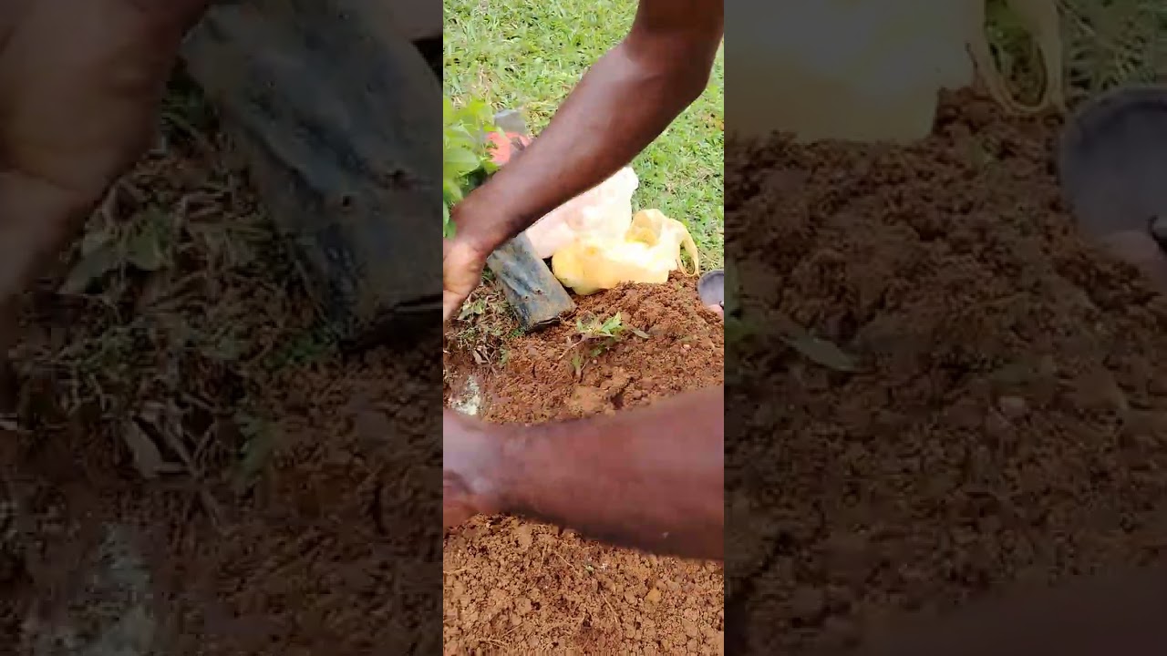 දැන් වත්  ඔබ වැඩි අස්වැන්නක් ගන්න cinnamon amugoda  ගෙ ක්‍රම දැන් අනගමනය කරන්න