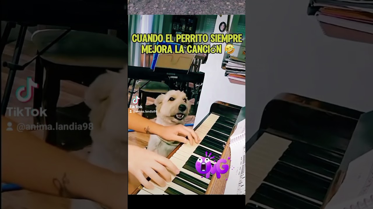 Perrito cantante! #animalandia #respetoanimal #soykorsy  #shortsfeed #amoranimal #perros #viral
