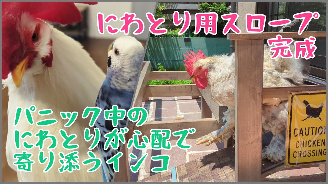 パニック中のにわとりを心配して寄り添うインコ＆にわとり用スロープ完成