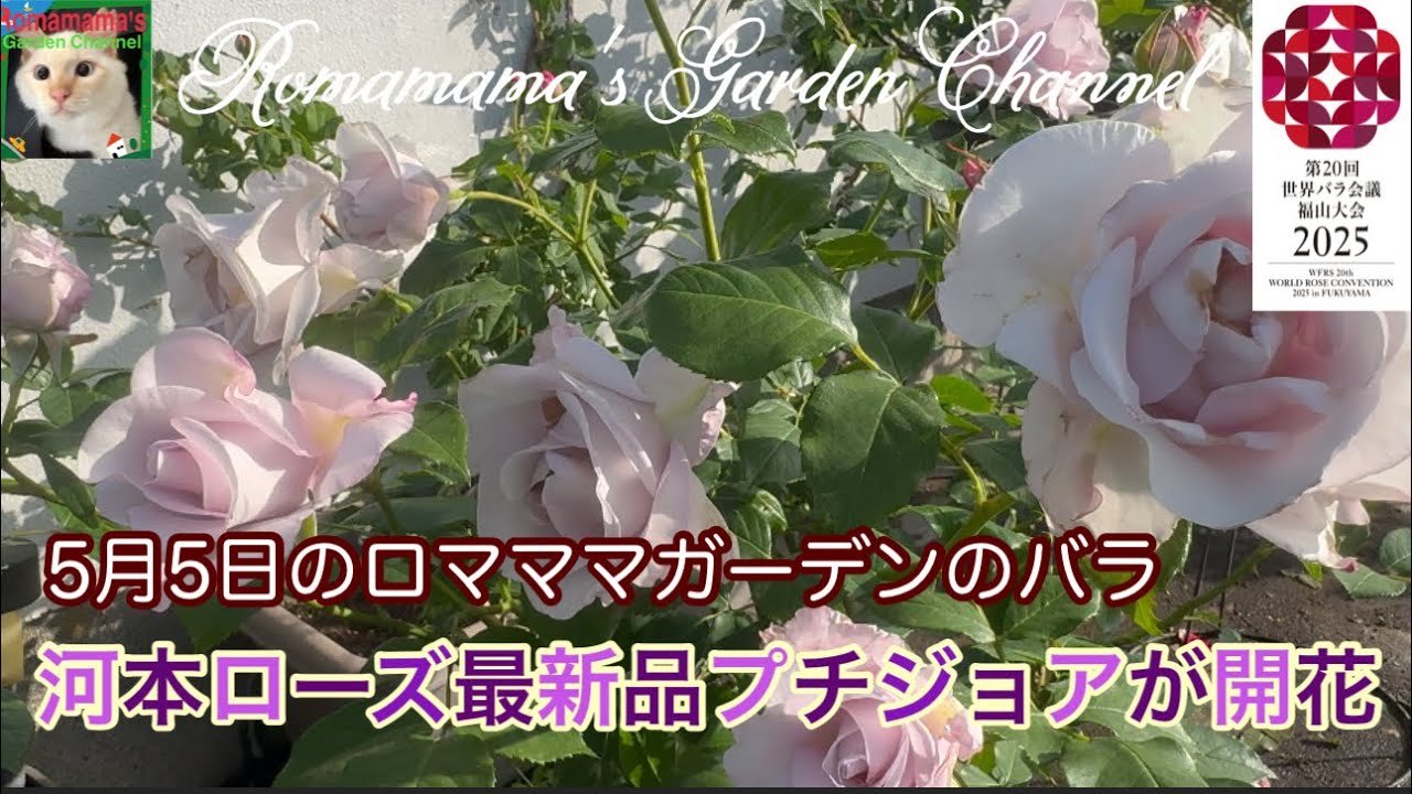 【河本ローズ最新品種咲きました】今日のばら庭　#ばら　#rose