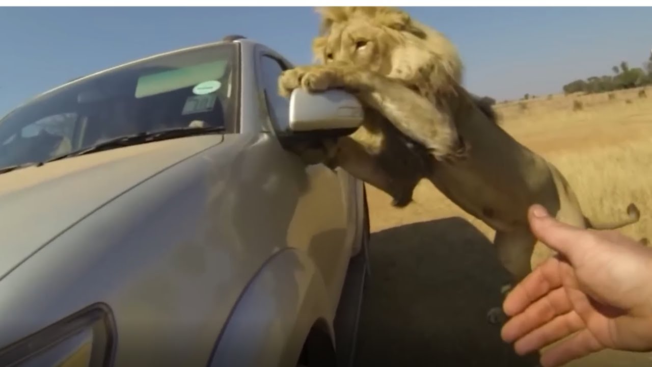 13 Vezes em Que Viagens de Safári na África Deram Terrivelmente Errado