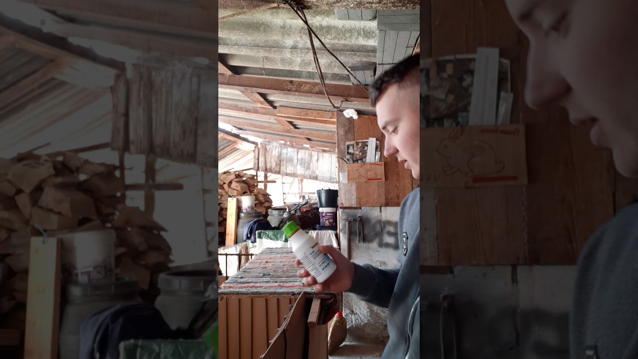 Administrarea cu Baycox la pui de 2 luni❤🐰