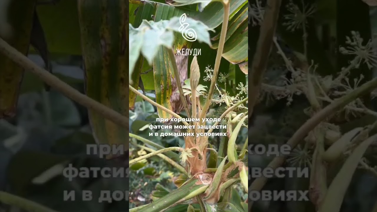 Фатсия японская - эффектная родственница плюща в Батумском ботаническом саду