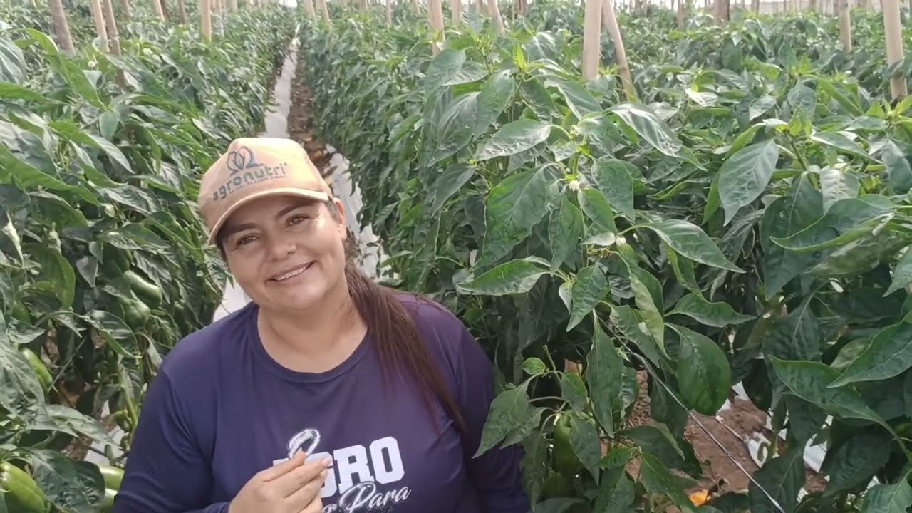 Respondendo as perguntas sobre o novo sitio e sobre estufa e morango #sitio#pepino#pimentao#agro