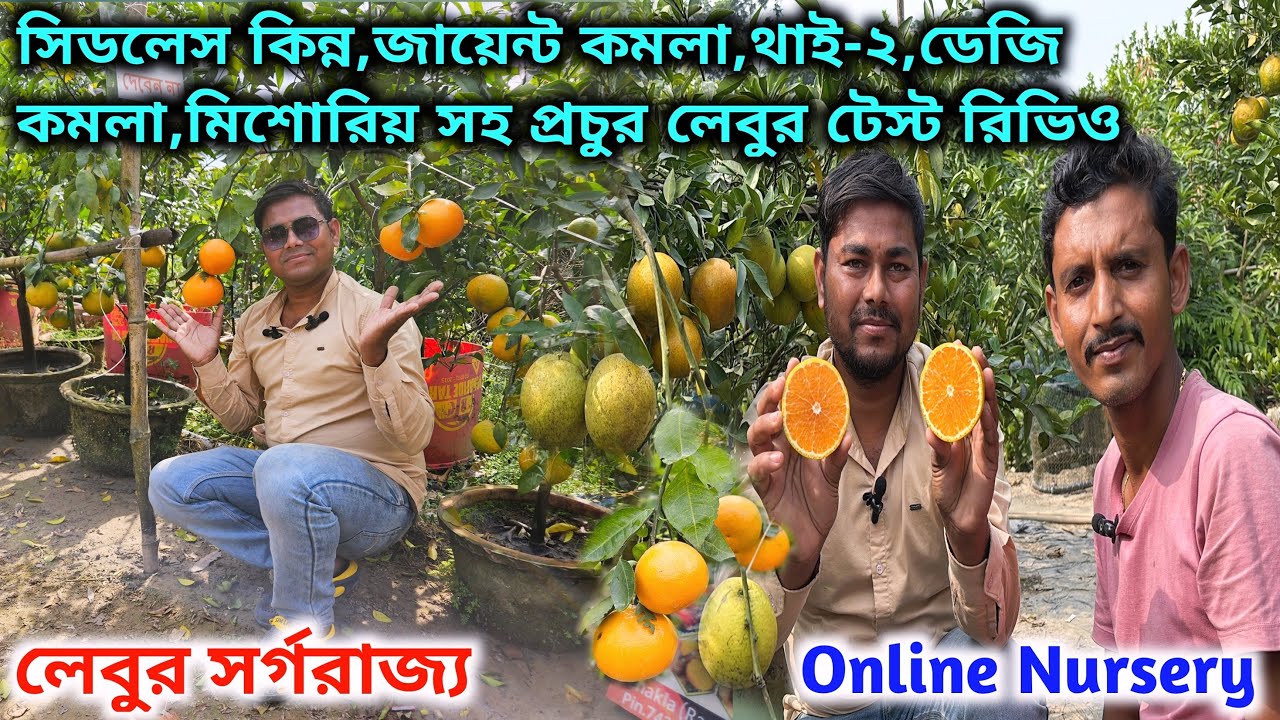 দামসহ বৈদ্য নার্সারির লেবুর ভ্যারাইটির কালেকশন।পাকিস্তানি পাতি, কাটার ভ্যালেন্সিয়া, টেস্ট রিভিও