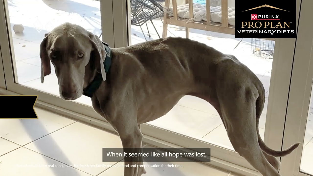 Watch Harlow's Transformation - PRO PLAN Veterinary Diets HA Hydrolyzed Formula for Food Allergies