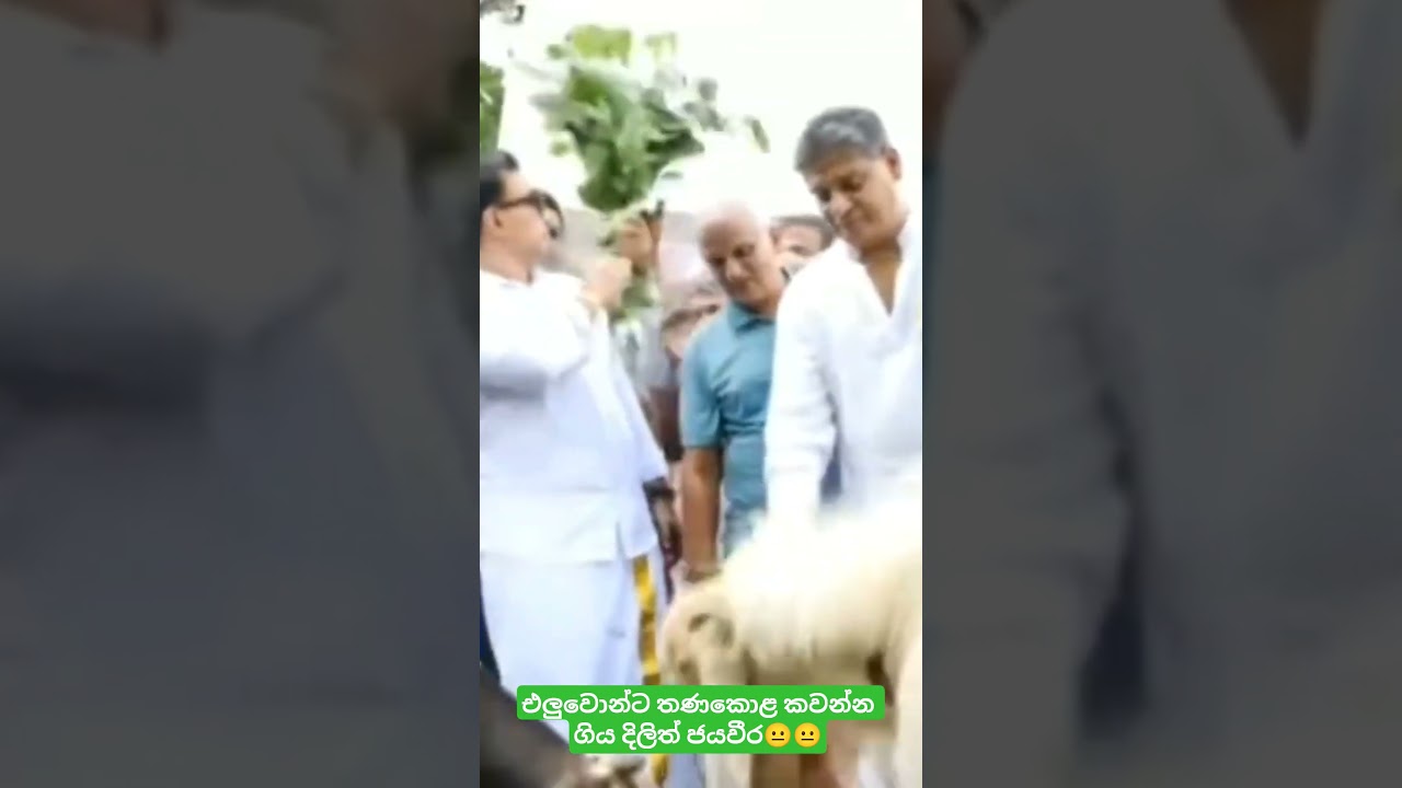 එලුවොන්ට තණකොළ කවන්න ගිය දිලිත් ජයවීර😐😐 #namalrajapaksa #mahindarajapaksa #anuradissanayake
