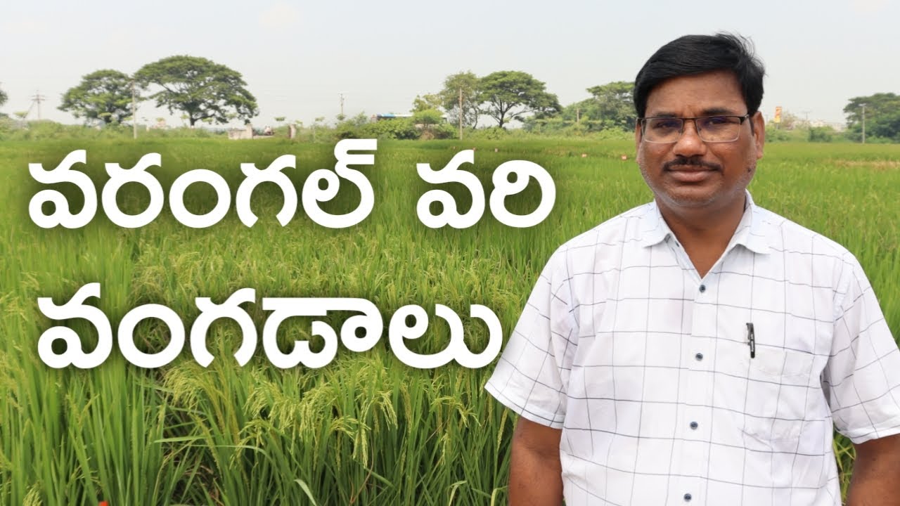 వరంగల్ వ్యవసాయ స్థానం నుంచి కొత్త వరి వంగడాలు | రైతు బడి