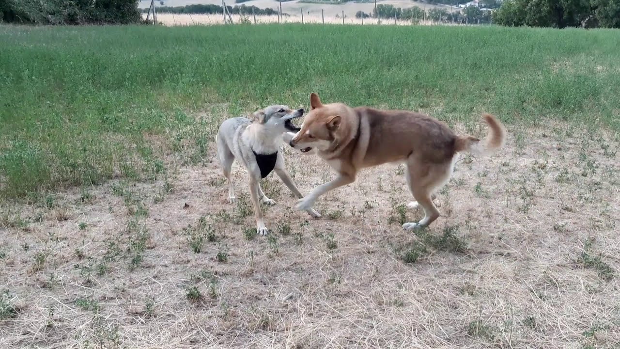Cane lupo di Saarloos e cecoslovacco giocano - Saarloos  & Czechoslovakian wolf dogs  play together