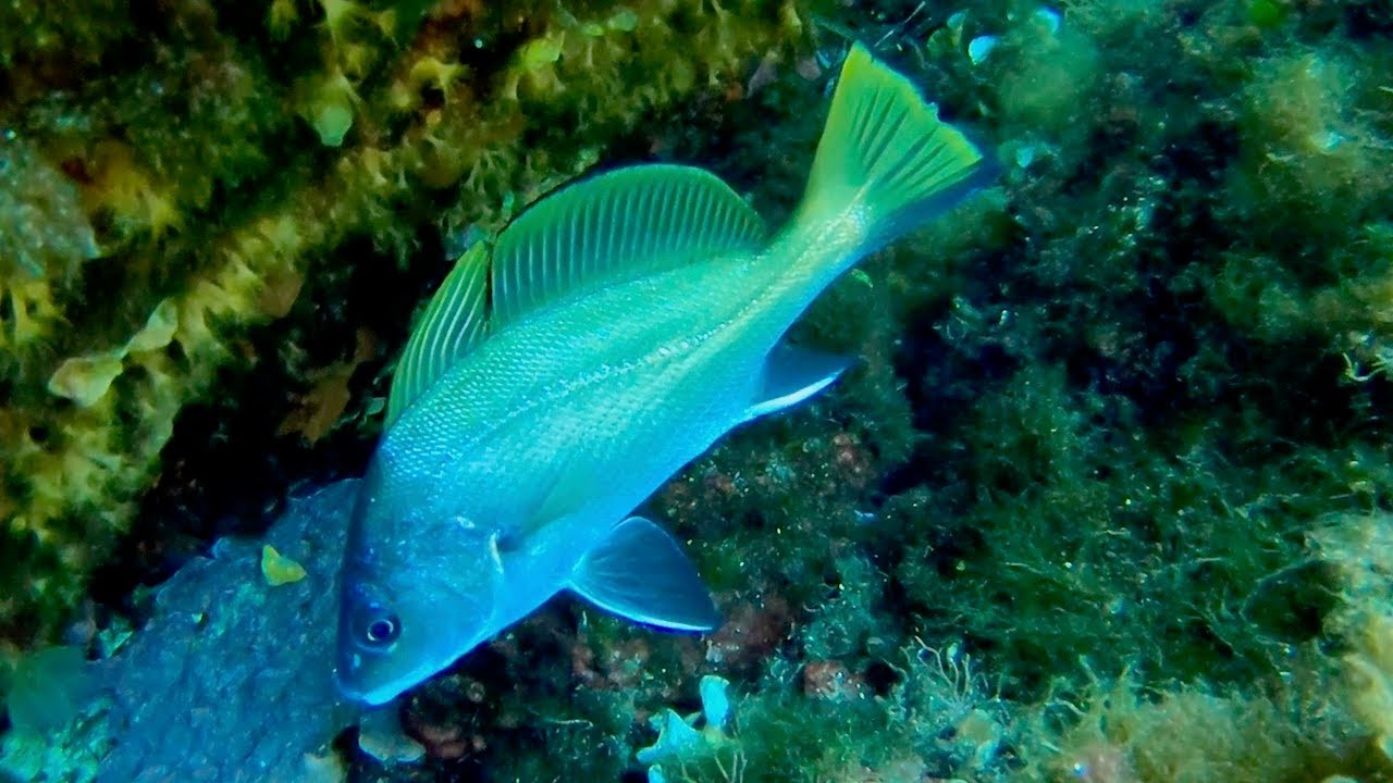 Snorkeling in Port Cros National Park, South France