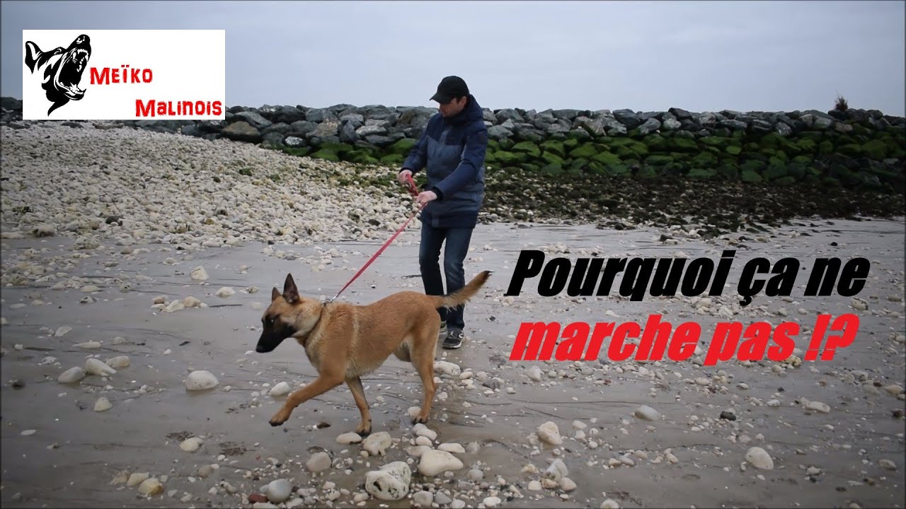 Mon chien tire en Laisse (Pourtant j'ai tout essayé...)