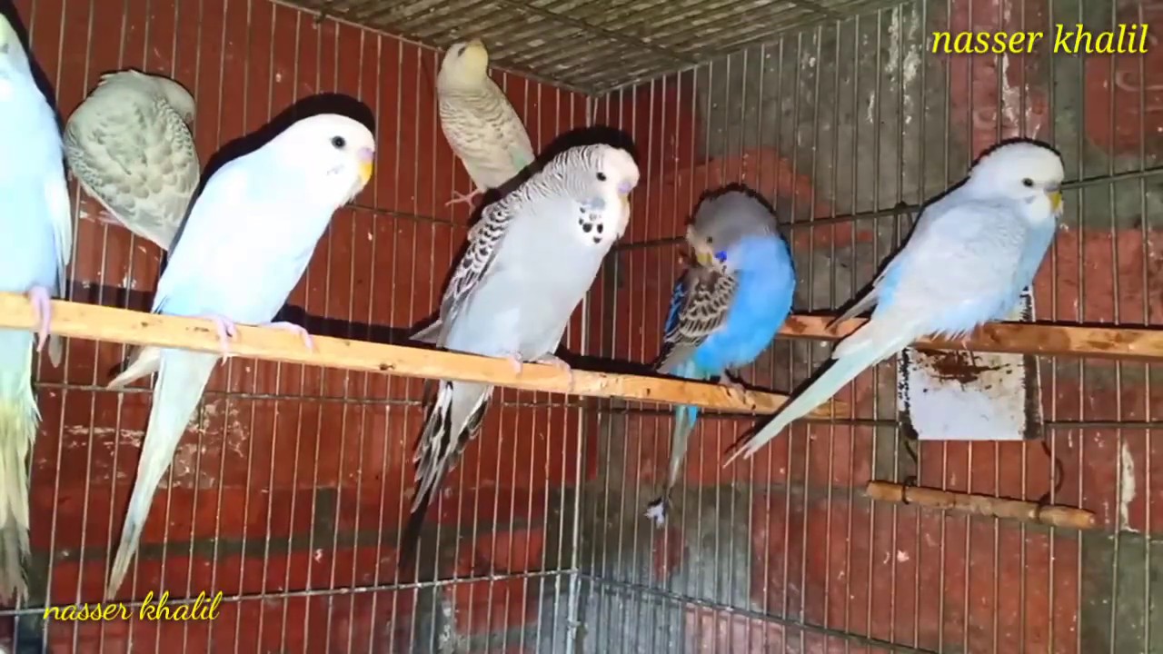 متي تشتغل العصافير |  ازي تعرف العصفور شغال ولا لا |  ازي أبداء في تربيه العصافير 💥💓💥💓💥💓 budgie#