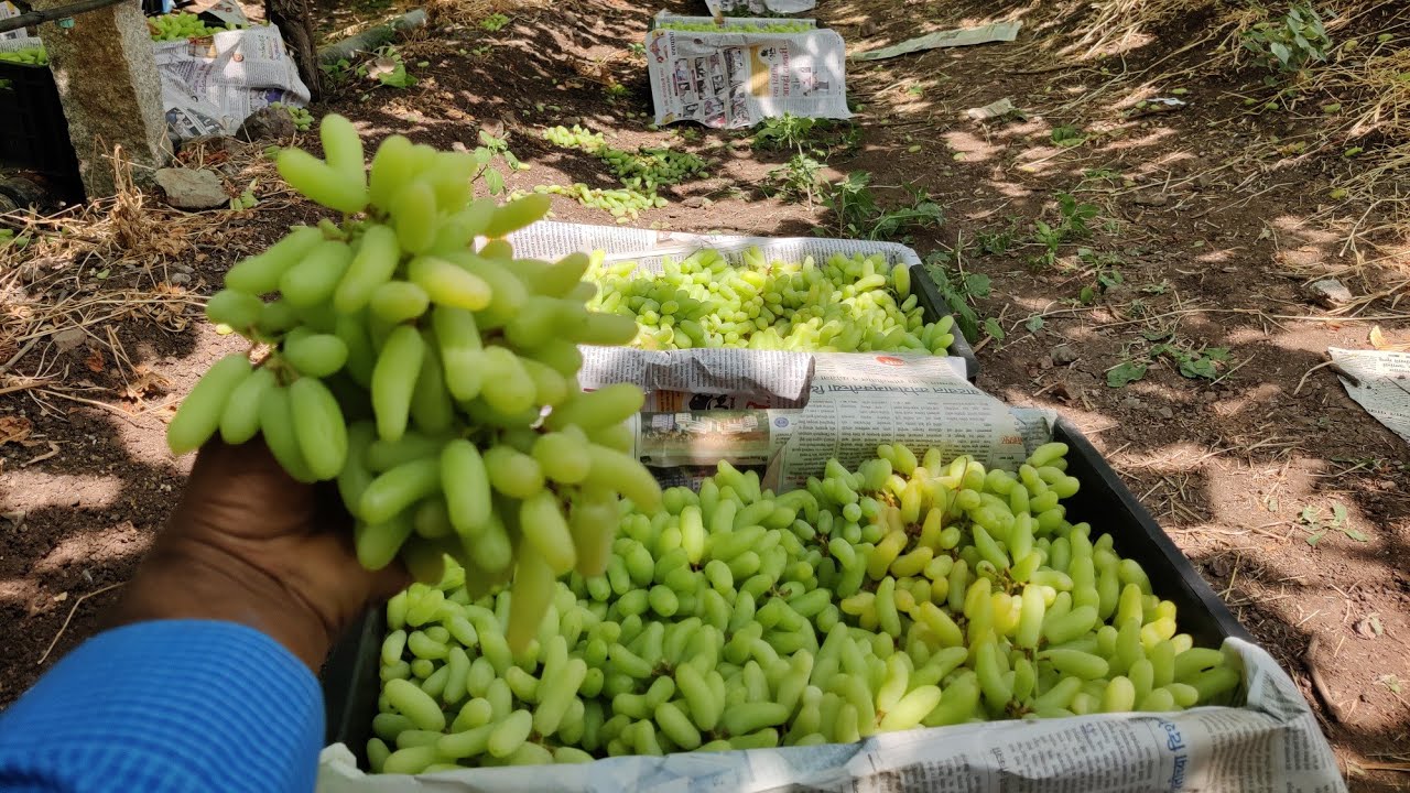 Grapes Farming and Cultivation