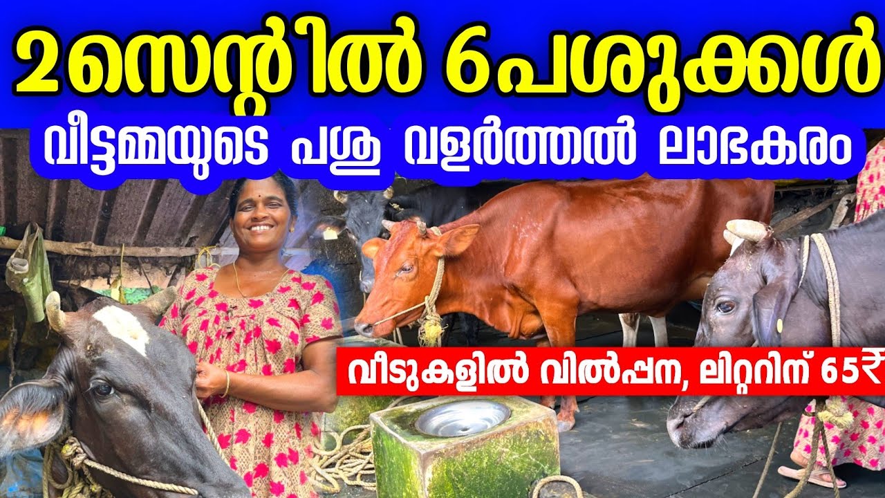 വെറും 2 സെന്റിൽ വീടും 6 പശുക്കളും.  ഷീല ചേച്ചിയുടെ പശു വളർത്തൽ വിജയകരം 😍 | Lady cowfarmer in kerala