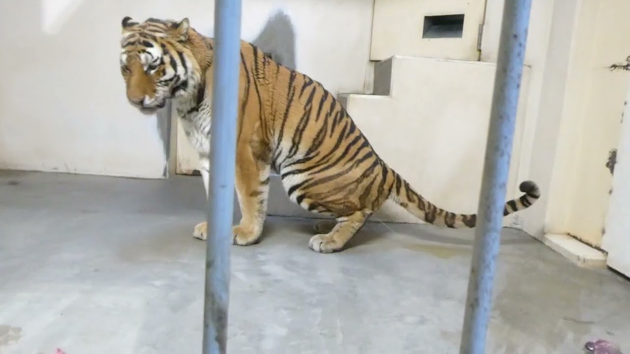 床ゴシゴシ