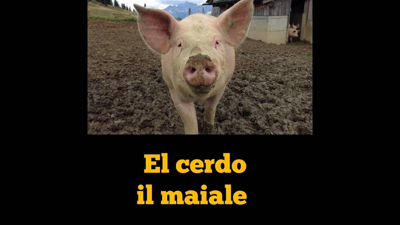 Animales de la granja en Italiano 🇮🇹