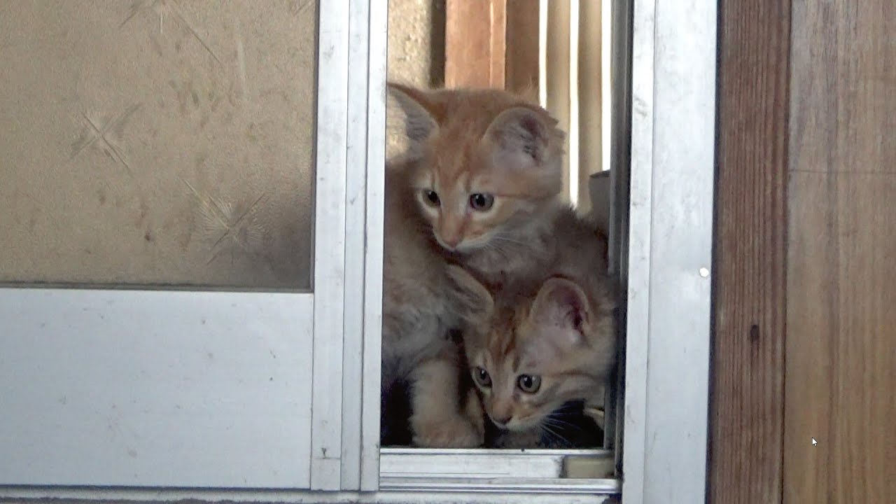 保護猫たちの今後についてご報告