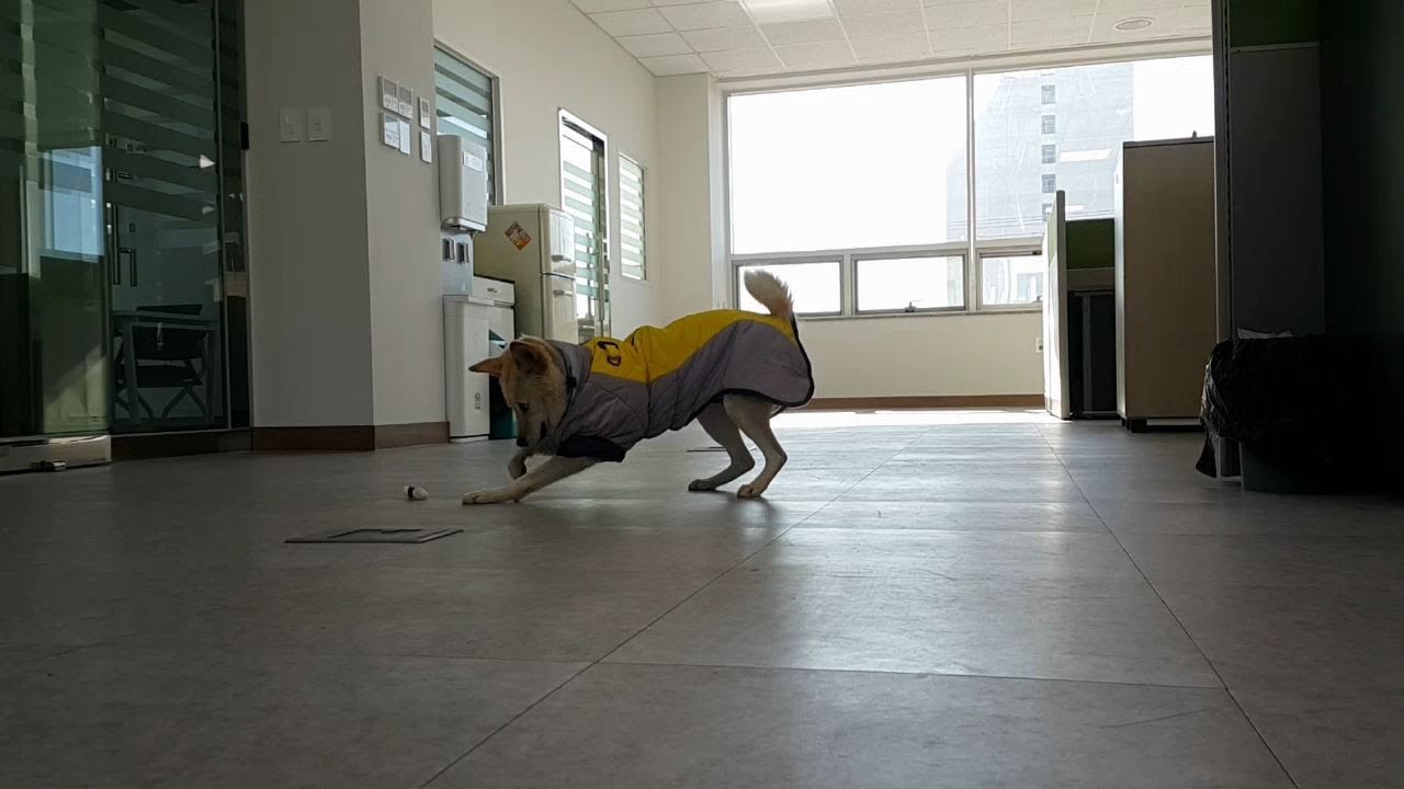개껌을 먹고 씹으라고 던져줬더니 이걸 장난감으로 여기고 가지고 노네? 헐 l 장난감을 보면 도망가고 개껌을 주면 장난감처럼 가지고 놀고..이게 뭐니?