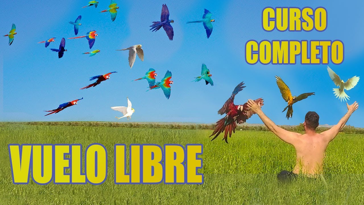 ✅ COMO HACER VUELO LIBRE CON LOROS 👉TUTORIAL COMPLETO!!!👌