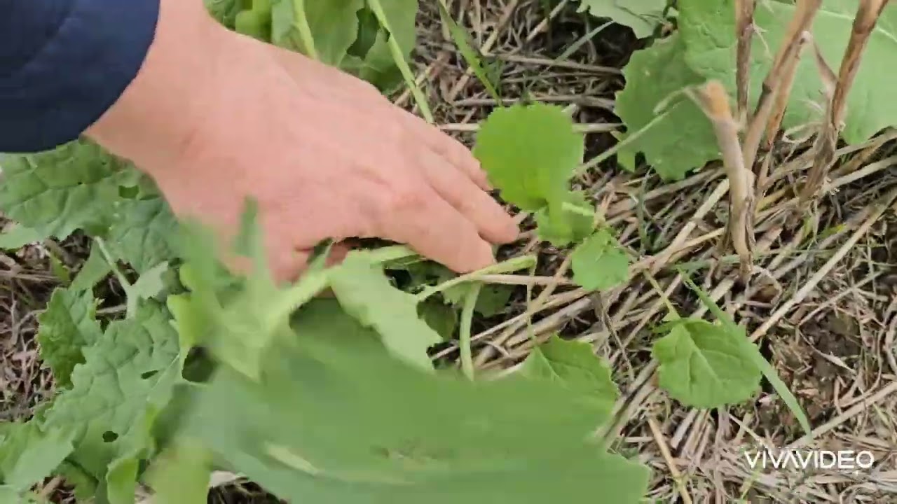 Состояние  посевов оз.рапса.  No-till 14.10.2025