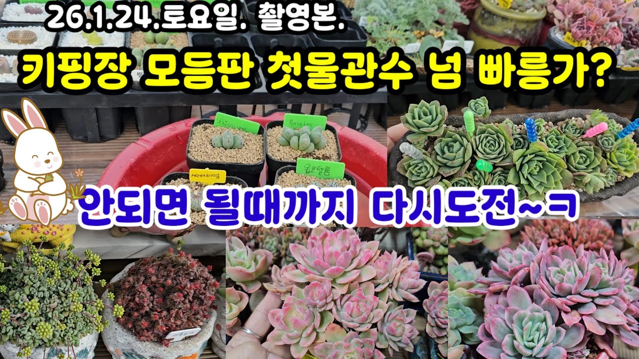 일주일만에 키핑장 소식 🌸🌀밖은 추운데 키핑장 다육이는 봄으로 앞서가는듯 물반응 확실히 하네요~🤗