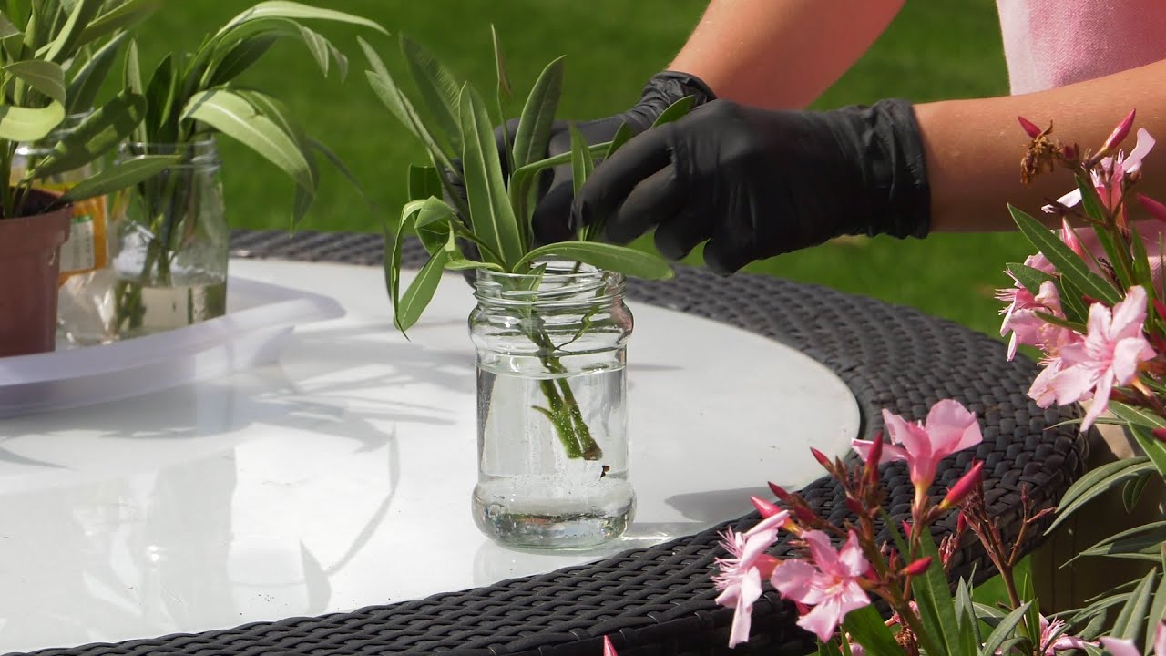 Oleander - rozmnażanie - kwiaty na balkon i taras. Jak rozmnożyć oleandra?