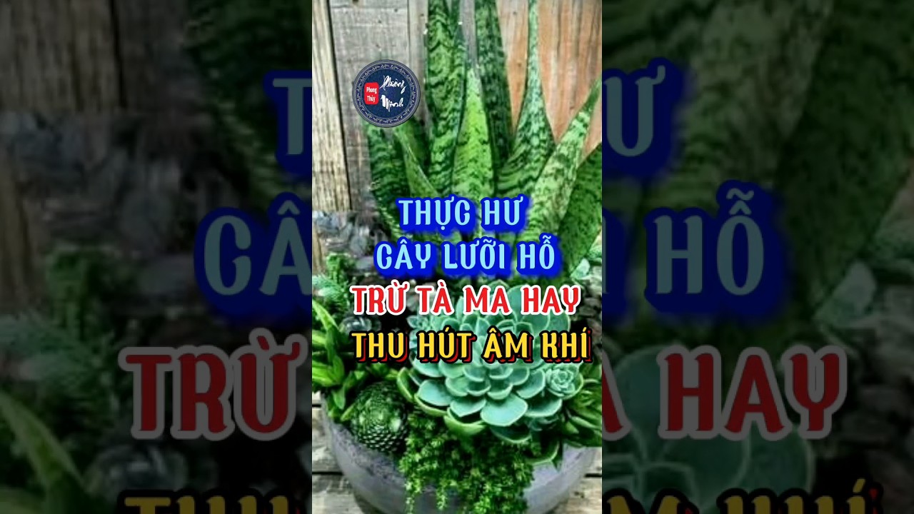 Thực hư c&acirc;y lưỡi hỗ n&ecirc;n trồng trong nh&agrave;? C&acirc;y lưỡi hổ c&oacute; xua t&agrave; ma?#phongthuyphuongminh#cayphongthuy