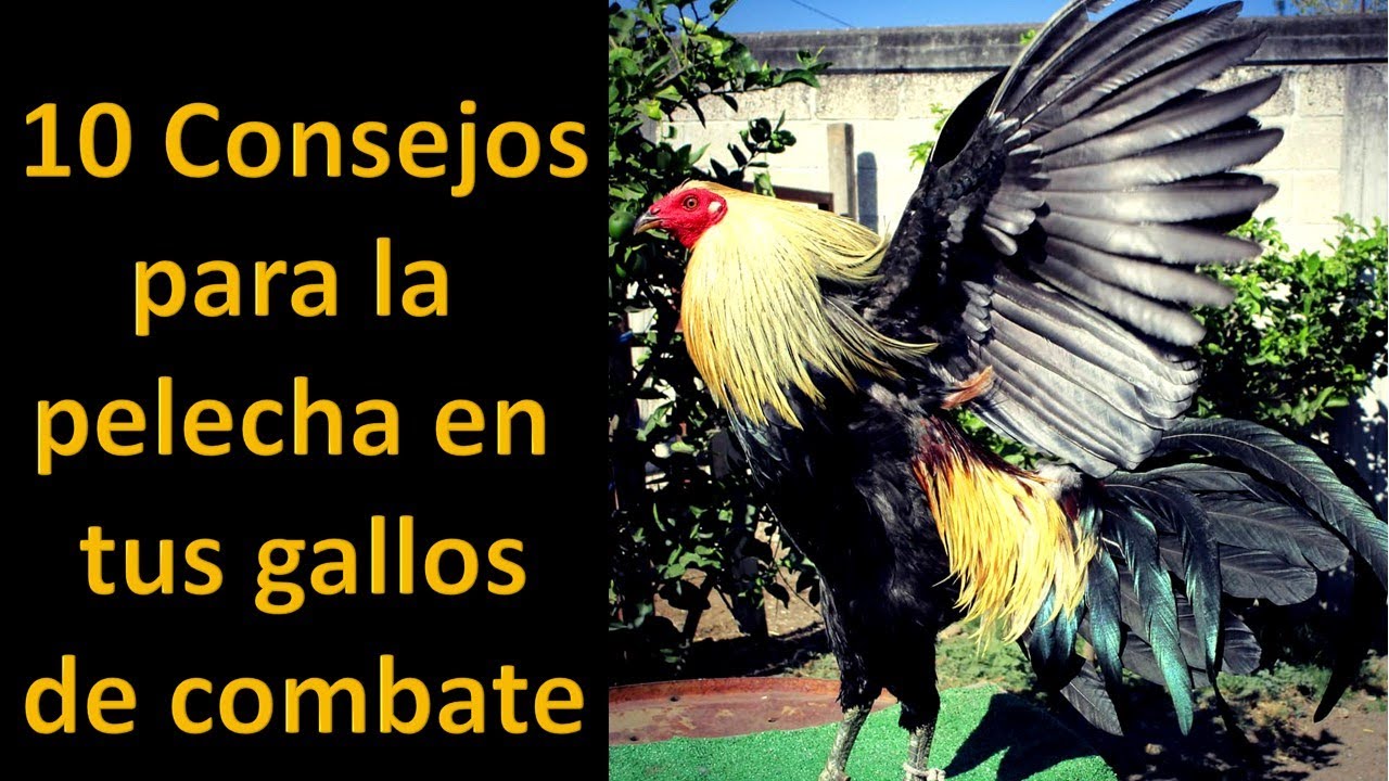 10 Consejos para la pelecha en tus gallos de combate