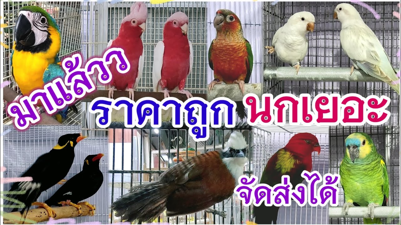 มาแล้ว อัปเดตราคานก ราคาถูก นกเยอะ ร้านเบิร์ดบรีด ฟาร์ม สนามหลวง2  จัดส่งได้