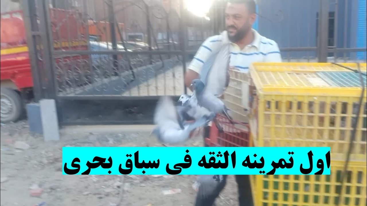 اول تمرين في سباق بحري السرعه و التميز و اللياقه العاليه الحمام الزاجل