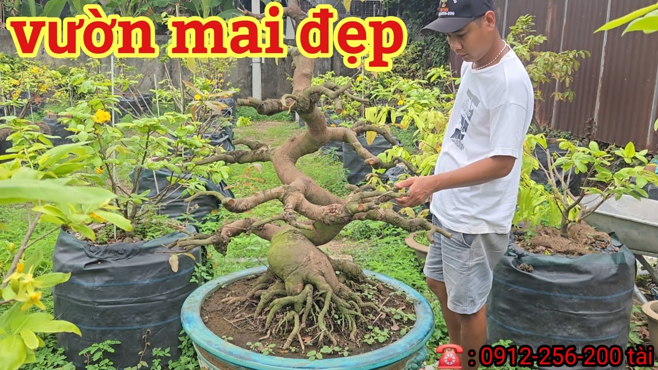 Vườn mai đẹp  | ngày 26/2/2026 | mai vàng miền nam