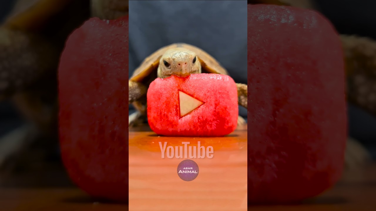 ASMR Mukbang Eating Youtube ❤️ Turtle Tortoise