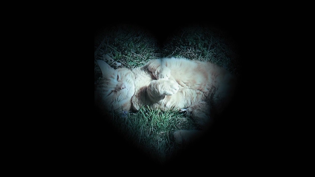 CAT LOVE SUBLIMINAL ♡ / use if you have a cat