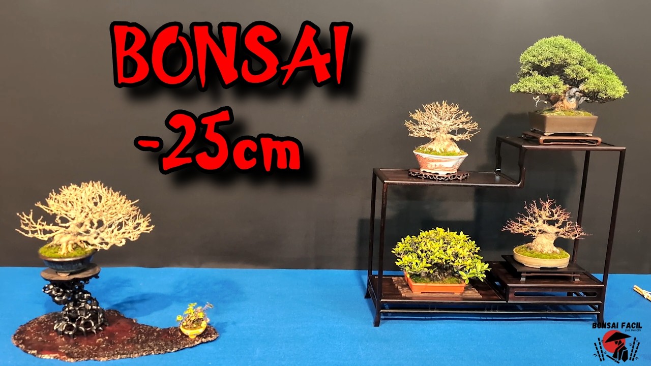 Trophy bonsai Shohin 2026
