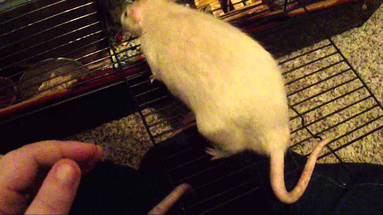 Rat Cam 88 - Special Announcment
