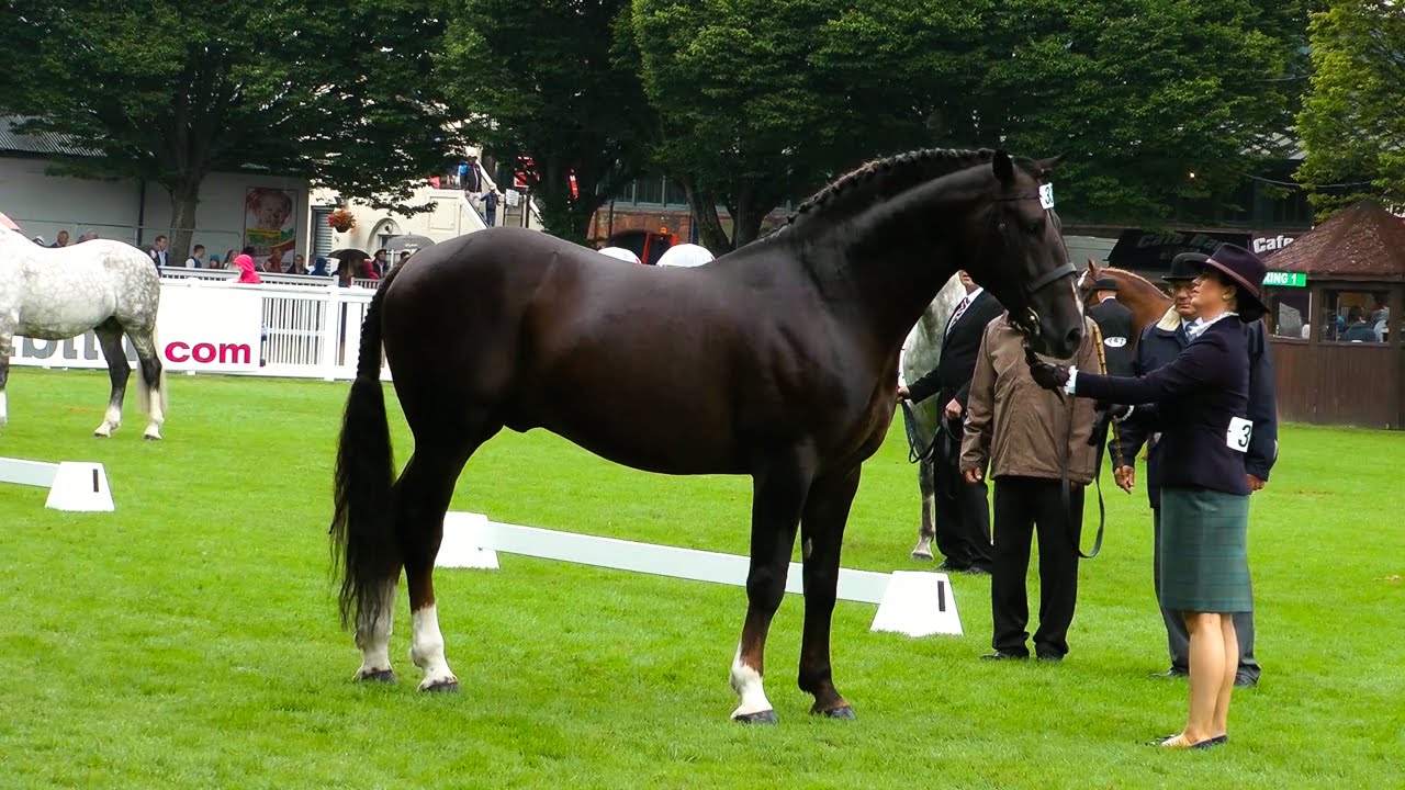 Dublin Horse Show RID Stallion Class RDS 2015