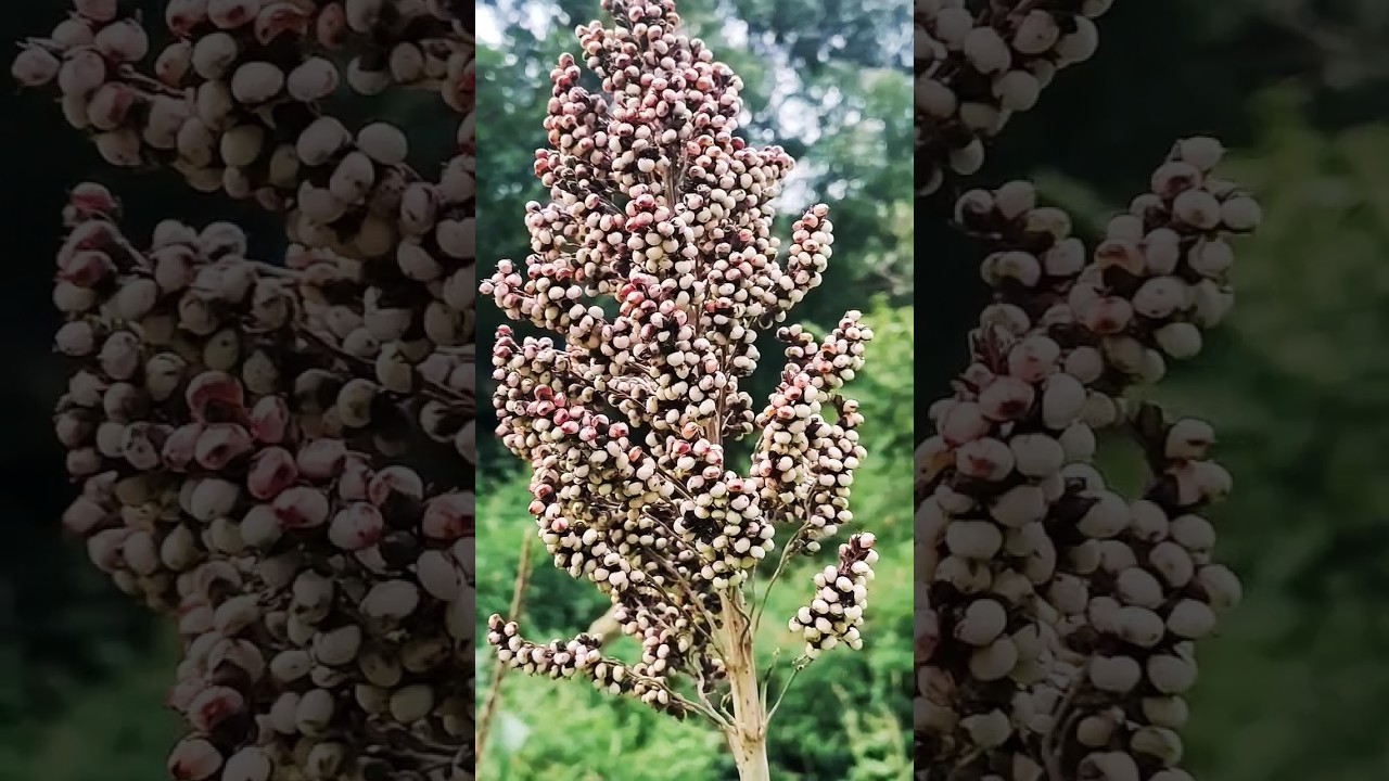 #ज्वार का पौधा🌾#jowar #sorghum #healthyfood #millet #year #2023  #agriculture #plants #uk05 #shorts