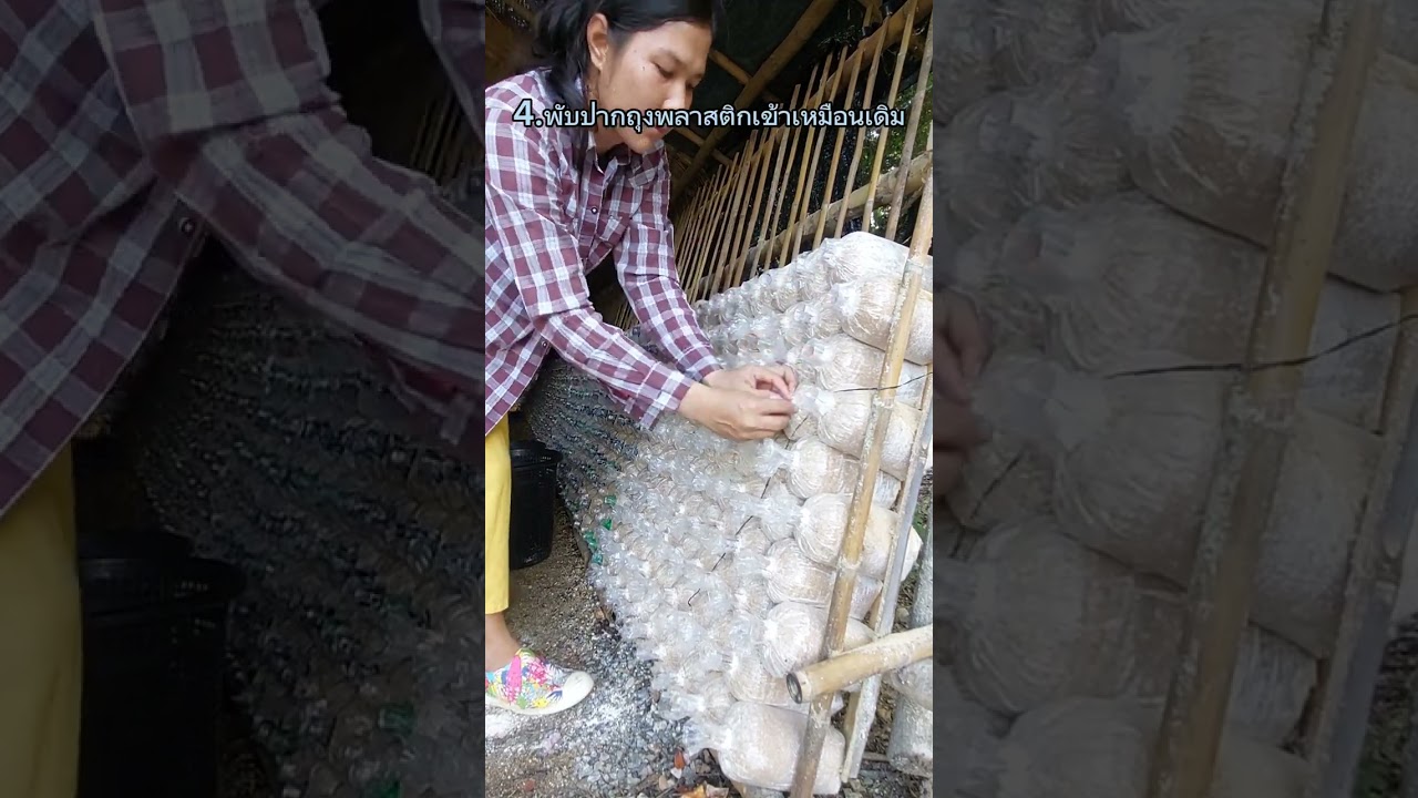 ไปเปิดเห็ดนางฟ้าภูฐานกัน#เห็ดนางฟ้า #เห็ดนางรม #เห็ดขอน #เห็ดหูหนู