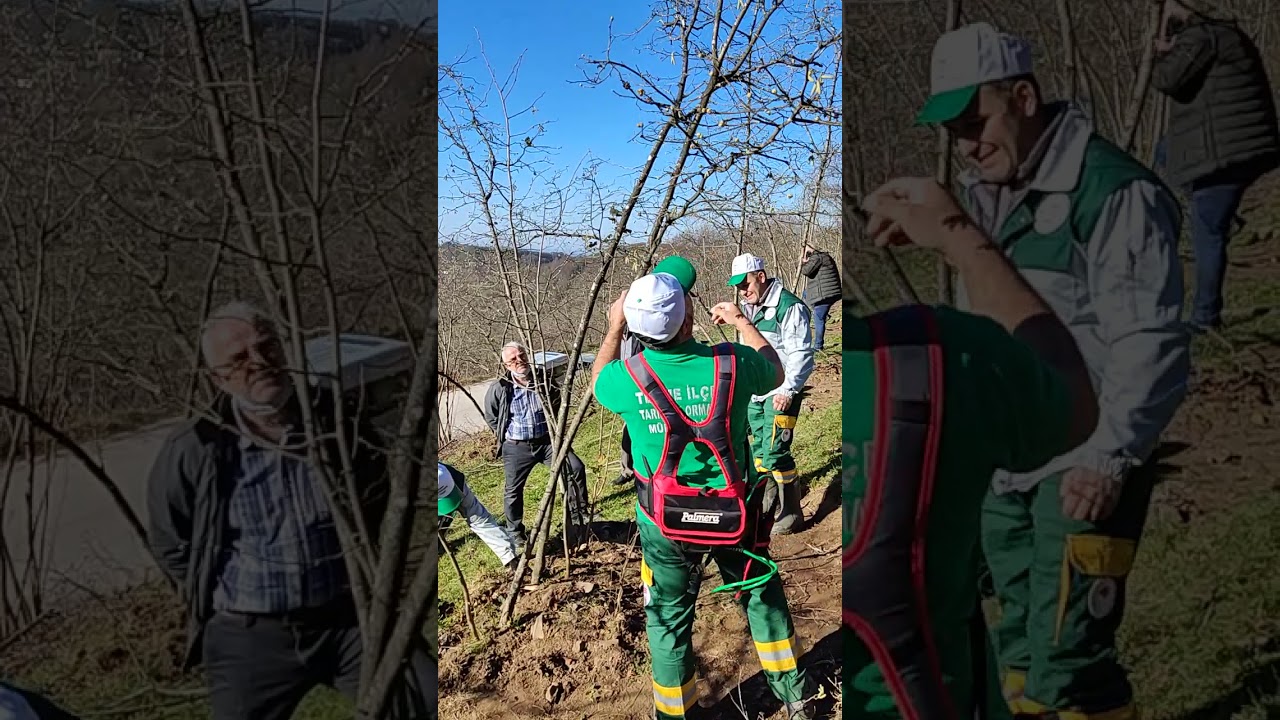 &ccedil;alışıyoruz #fındık #hazelnut #budama #pruning