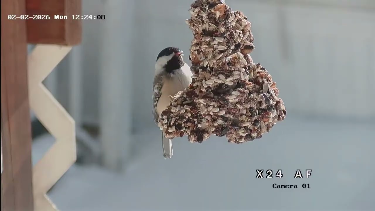 Bird watching in Vermont 2 10 26