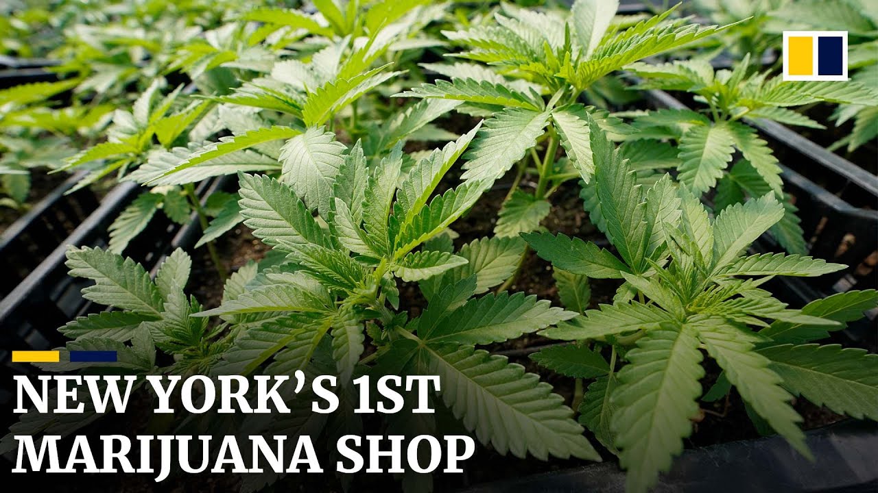 New York&rsquo;s first legal recreational marijuana dispensary opens for business