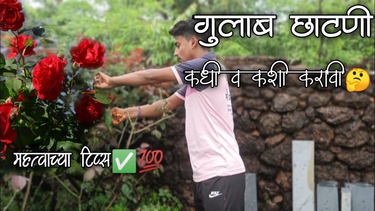 गुलाब छाटणी कधी व कशी करावी🤔🌹/संपूर्ण माहिती /Rose pruning ✂️