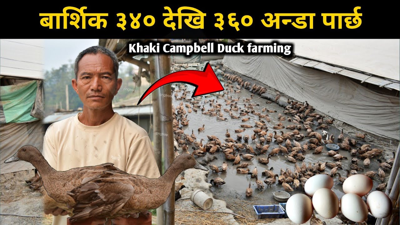 बर्शिक ३४० देखी ३६० अन्डा दिन्छ,४ वर्षसम्म अण्डा पार्ने हास -  Duck farming/rearing in Nepal