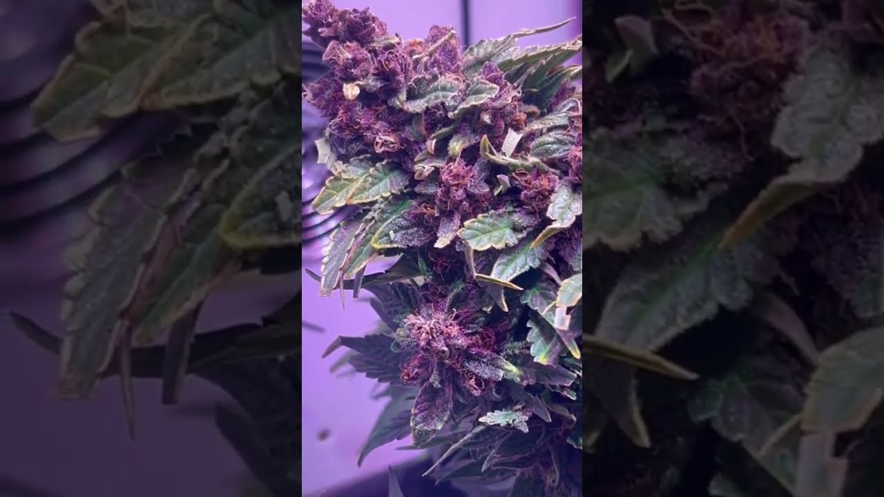 💜 Purple Panty Dropper Auto by Humboldt Seed Company  #cannabiscommunity #growerscommunity