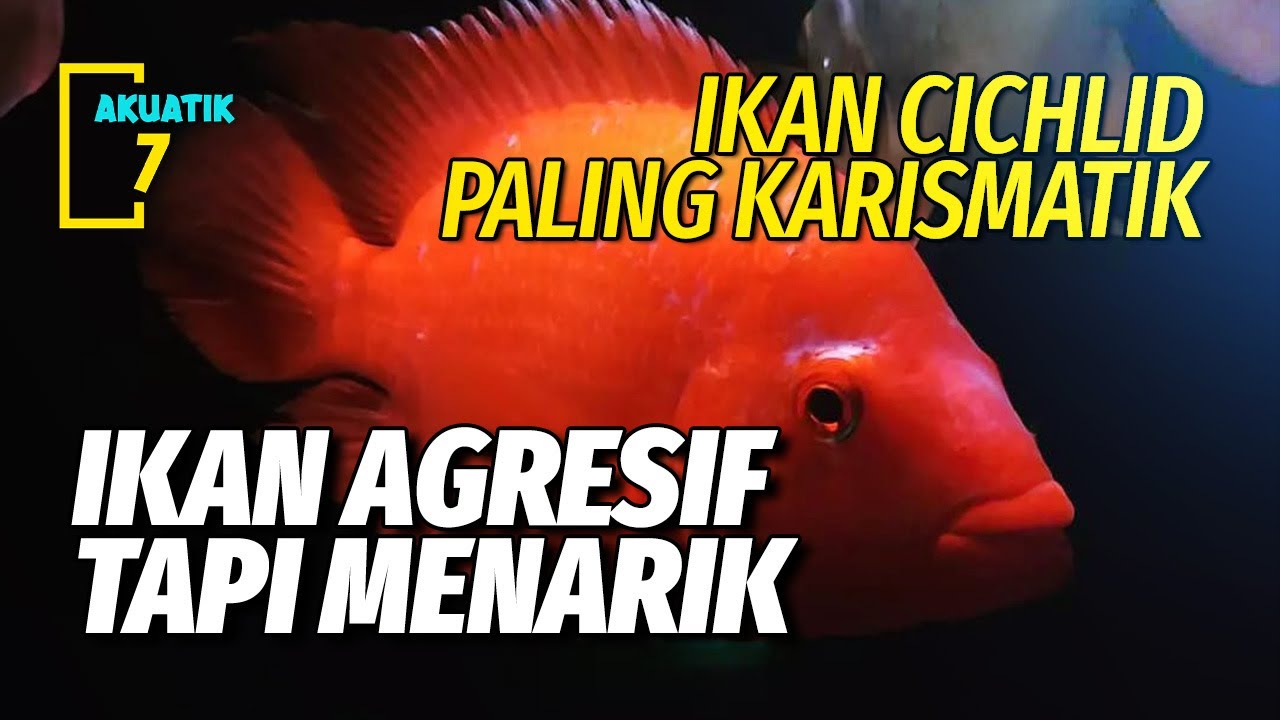 PANDUAN MERAWAT IKAN RED DEVIL CICHLID | AKUATIK7