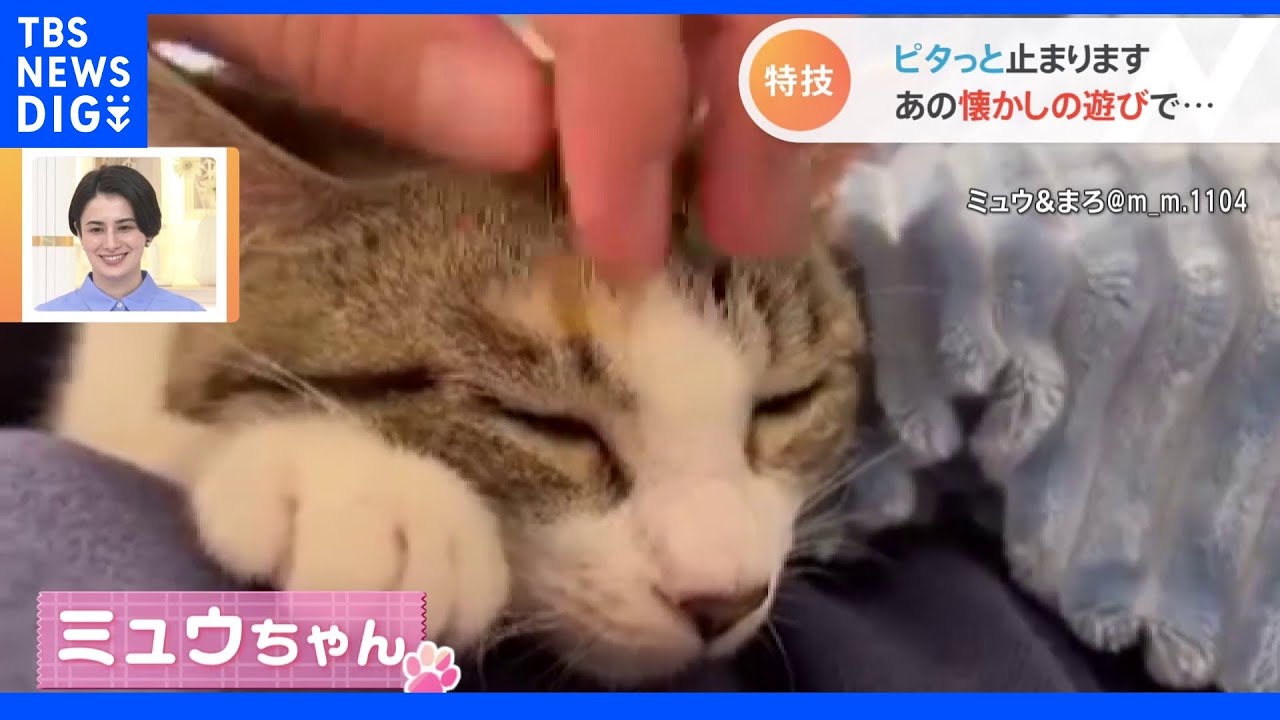 特技は“だるまさんが転んだ” もしかして天才猫！？【Nスタ】｜TBS NEWS DIG