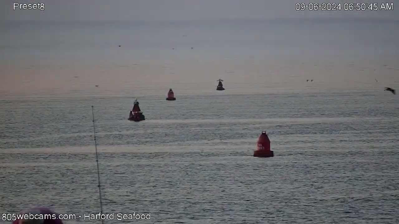 Early Morning Port San Luis Recap - Sep 6 2024